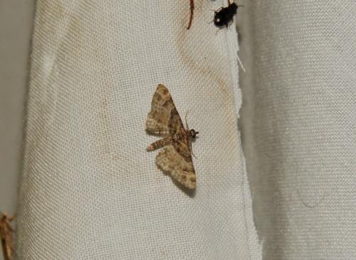 Gymnoscelis rufifasciata